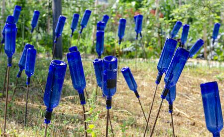 blue empty wine bottles on rods made of reinforcing steel pluged into the garden groundの写真素材