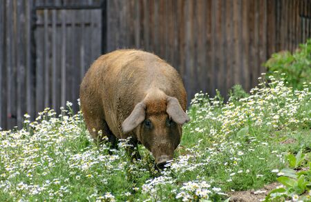 one duroc pig feeding camomile in a flourishing field