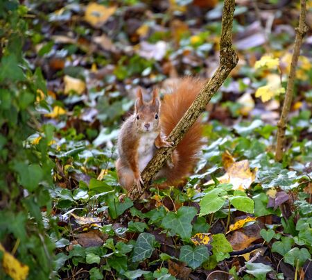 european squirrel on the forest floor  hold on  to a twig in the forest and looking straight into the cameraの写真素材