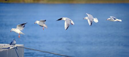 Sequence of five phases of the landing of a seagull on a pontoon before a blue background taken...