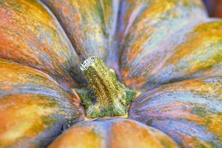 near view of the stem base of a great food pumpkinの写真素材