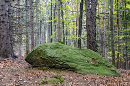 single green overgrown mossy rock lying in the forest between treesの写真素材