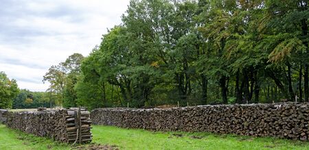 Stacks of cut and split fire wood at a storage area in the forest