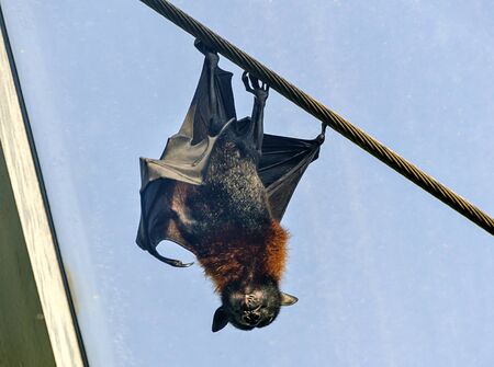 Indian flying fox hanging upside down on a steel rope in sunshine before blue skyの写真素材