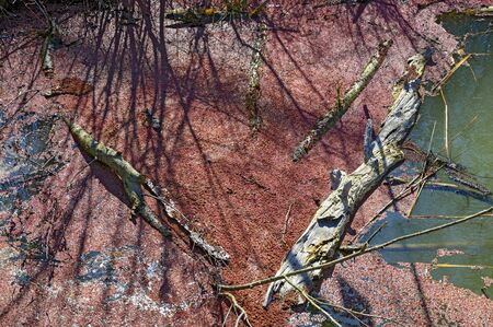 Water surface with wood pieces and covered by red duckweeds in winter in sunshine