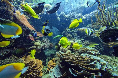 salt water aquarium with corals and tropical fishesの写真素材