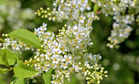 blossoms of a white spirea shrub in sunshine in spring