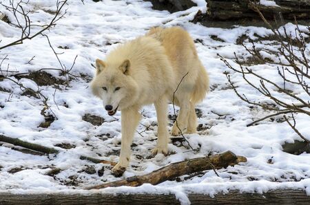  white arctic wolf trots through a snowy forest