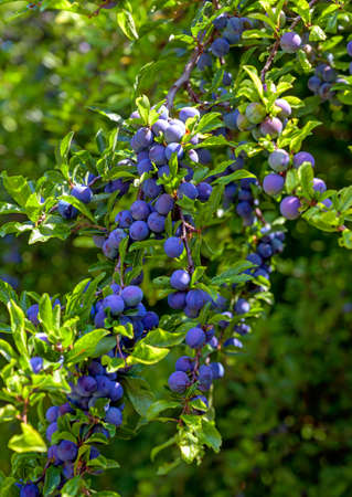 twig of a blackthorn bush with many fruits
