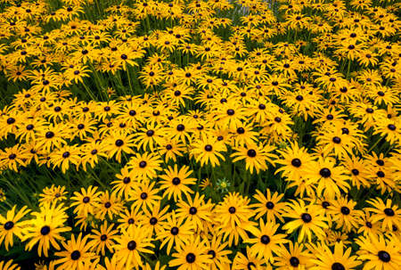 flower bed with yellow blossoms of the plant species Rudbeckiaの写真素材