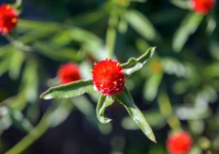 red blossom of the plant species called globe amaranthの写真素材