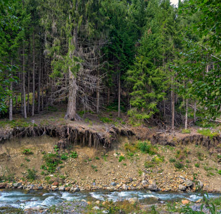 washed-out roots of trees at the brookside on the edge of a forest in the Gailvalley in Eastern Tirol, Austriaの写真素材