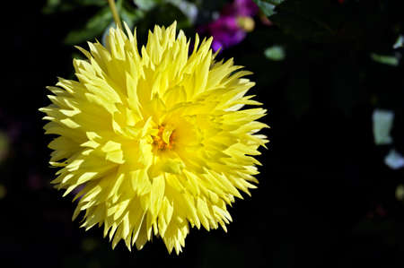 yellow colored blossom of a dahlia at sunshine