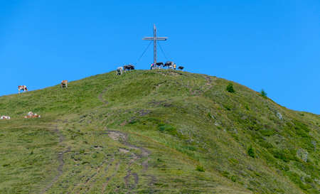 young bulls on the peak of the mountain Golzentip round the summit cross at Eastern Tirol, Austriaの写真素材