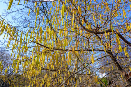 Flourishing common hazel with male long and yellow catkins before blue sky in spring, Austria