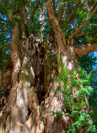hollow trunk of an old yew tree in the Doblhoff park at Baden near Vienna, Austriaの写真素材