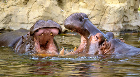 two river horses in the water threaten with wide open mouthesの写真素材