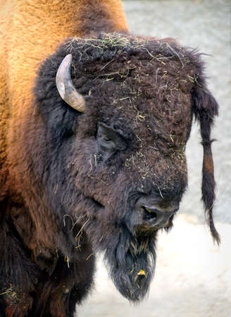 head of a male american buffalo