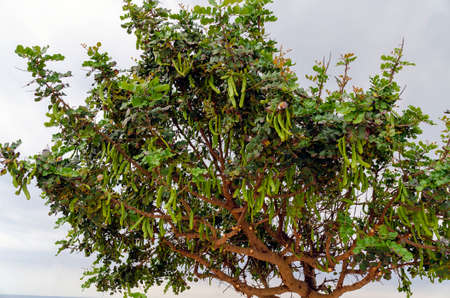 crown of a carob tree with green fruits before gray sky