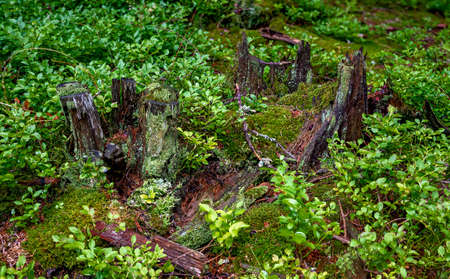rotten wood between blueberry shrubs and moss on the forest soil