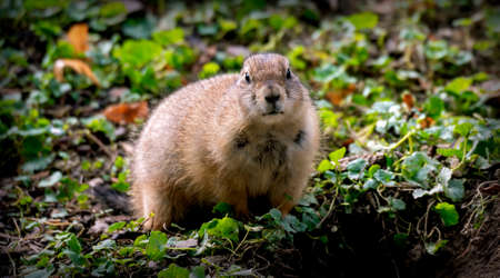 prairie dog beside the entrance hole of its underground burrow