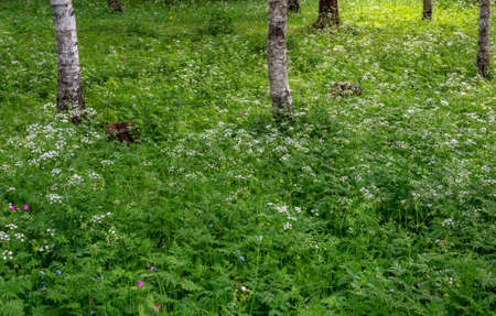 white flourishing vegetation on the ground of a clear forest with birches in Sweden