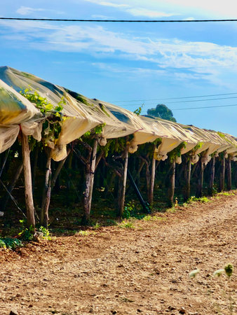 Wine grapes in the sun on a vineyard on a summer day in Southern Italy Puglia, Italyの写真素材