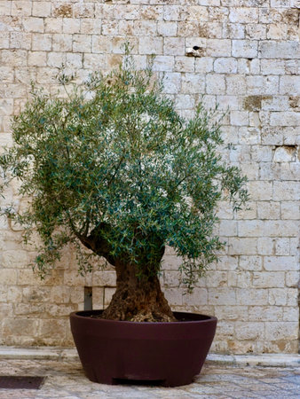 Large ancient olive tree in pot with rustic stone wall backdrop â Mediterranean scene in Puglia, Southern Italy, highlighting historic charm and landscapingの写真素材