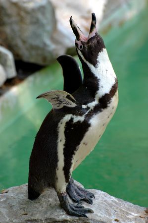 Penguin waving wings at the ZOOの写真素材