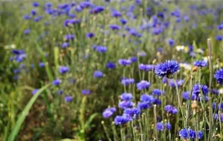 Cornflower - the product of organic farmingの写真素材