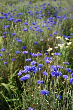 Cornflower - the product of organic farmingの写真素材