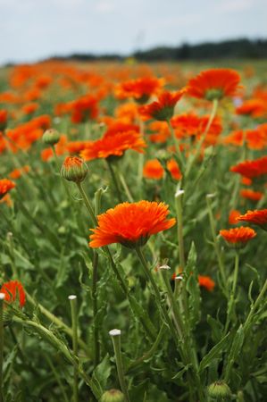 Marigold - the product of organic farmingの写真素材