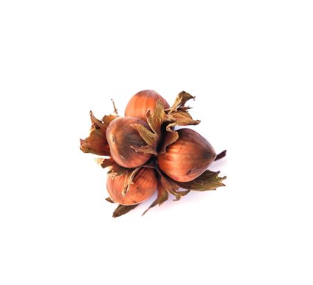 Hazelnuts on a white backgroundの写真素材