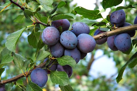 Ripe plums on the treeの写真素材
