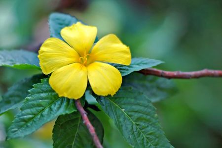 A yellow flower in a mass of green spiky leavesの写真素材