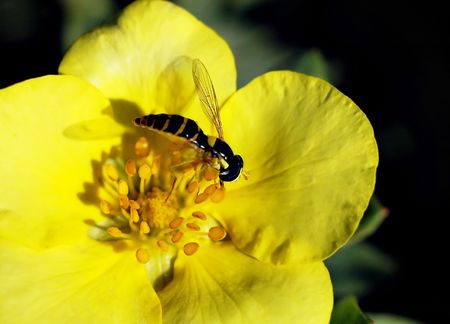 Small wasp on yellow flower