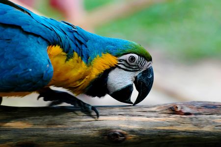 Parrot ara, Koh Samui, Thailand