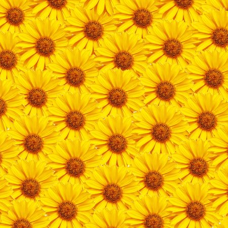 Background consisting of yellow flowersの写真素材