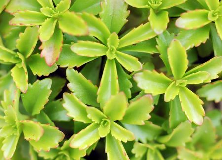 Simple green background of leaves