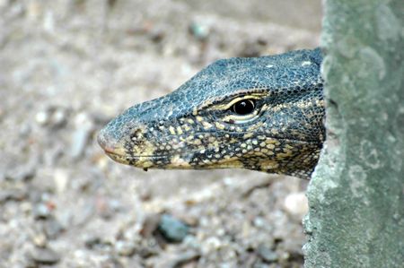 Lizard on the island of Koh Samui, Thailandの写真素材