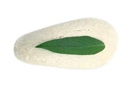 White stone and leaf sageの写真素材