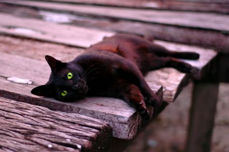 Reclining black cat with green eyesの写真素材