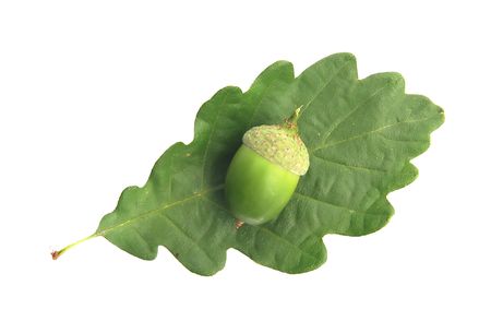 Acorns on a white backgroundの写真素材