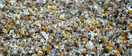 The background - Dried chamomile, herbの写真素材