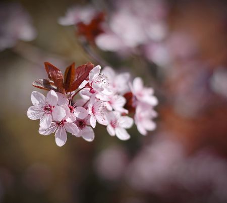 Symbol of spring - flowering cherry branchの写真素材