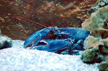 Homarus gammarus - Lobster in Aquariumの写真素材