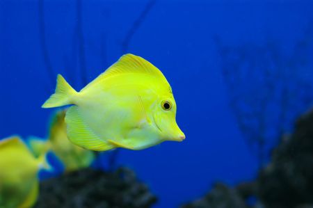Tropical fish (Zebrasoma flavescens) floats in the aquarium