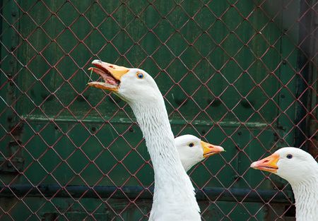 Two young domestic geese grazing on the lawnの写真素材