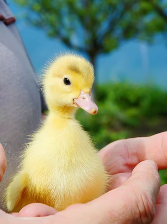 The symbol of spring - freshly hatched duckの写真素材
