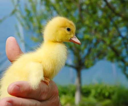 The symbol of spring - freshly hatched duckの写真素材